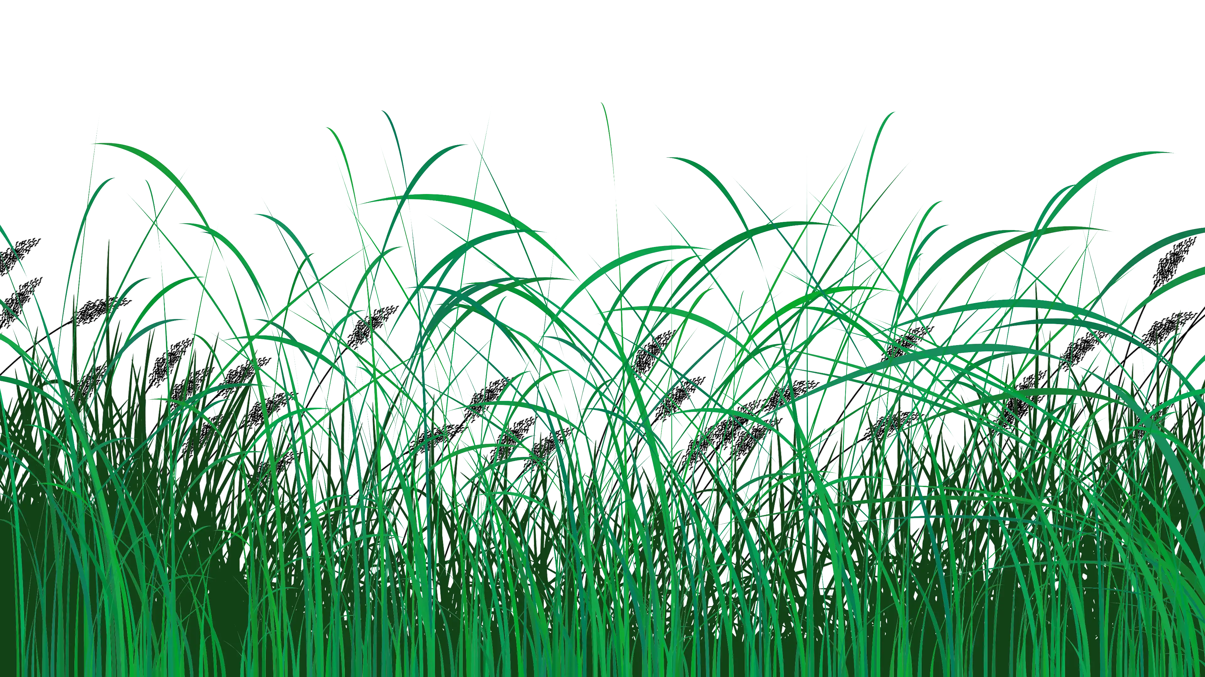 image of grass and reeds