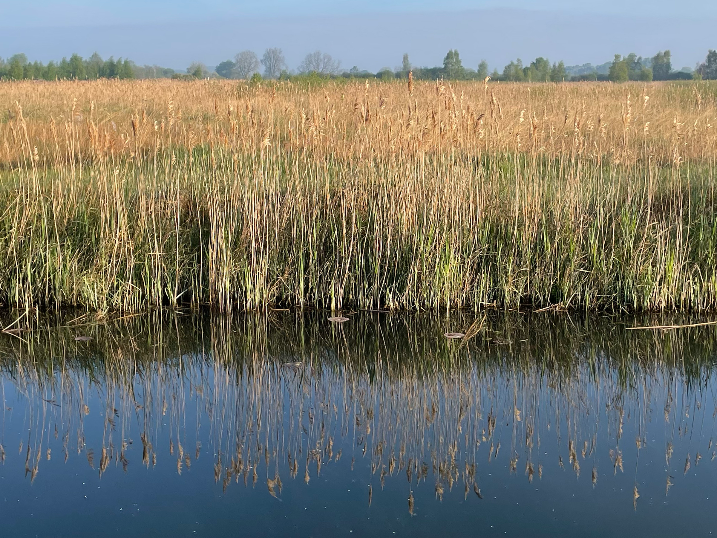 Live Hydrophone Stream